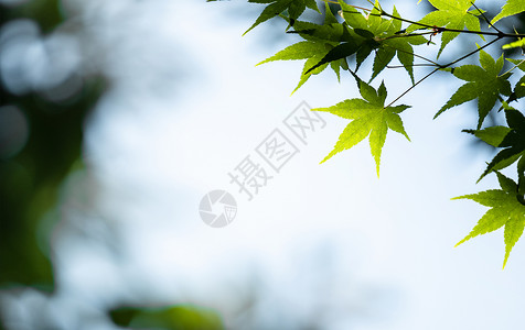 绿色枫叶植物背景图片