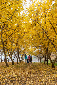 湖北随州银杏谷金秋黄色的银杏林背景图片