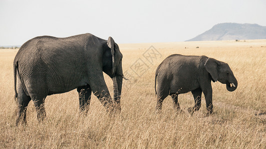 肯尼亚大草原的野生大象背景图片