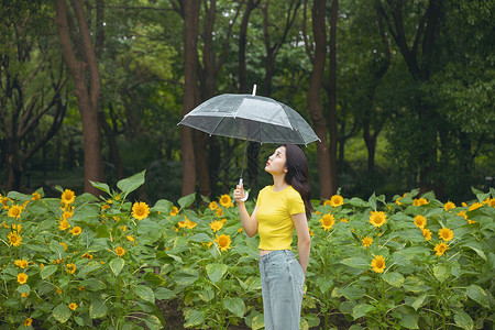 向日葵中撑伞漫步的少女图片