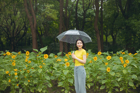 向日葵中撑伞漫步的少女背景图片