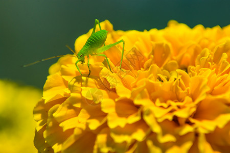 漂亮的昆虫蝈蝈背景图片