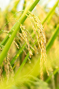 稻谷稻穗水稻高清图片
