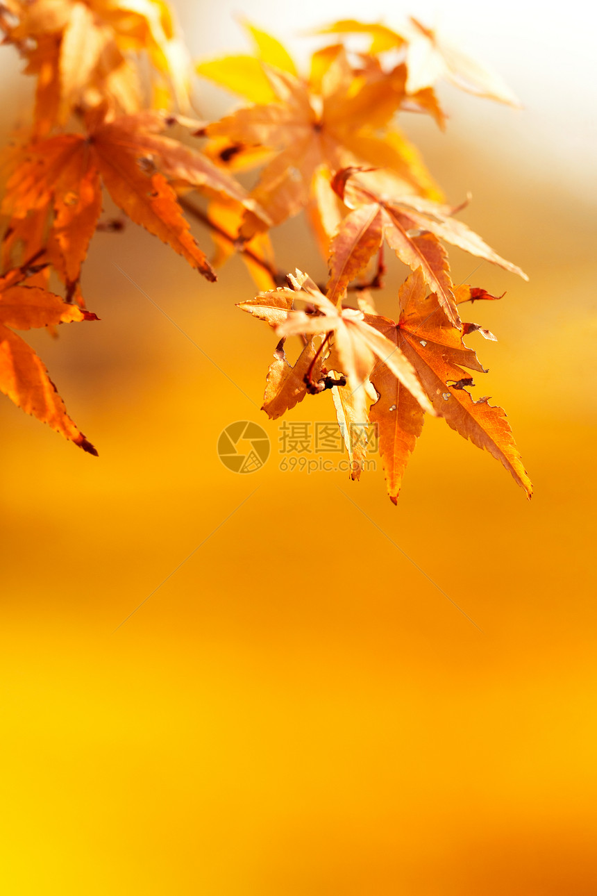秋季红色枫叶图片