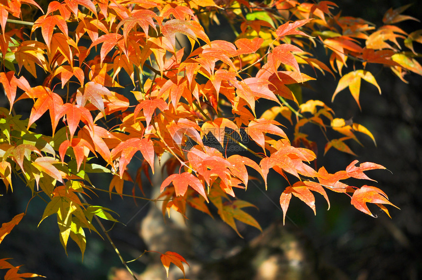 秋天红枫叶图片