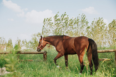 马在户外吃草背景图片