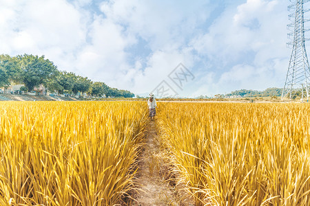 乡村少女成熟丰收麦田乡村稻田地少女背影背景