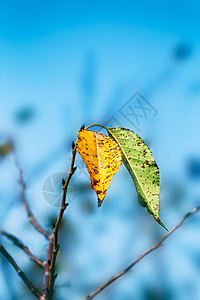 秋天黄叶残叶图片