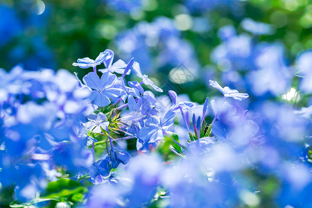 夏至蓝花丹唯美紫色花朵背景背景