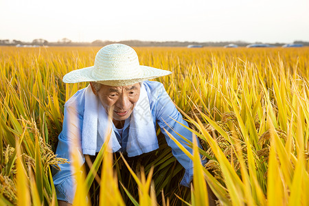 农民伯伯拿镰刀丰收水稻图片