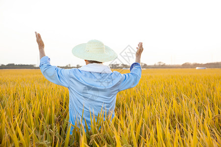 秋天水稻丰收农民背影图片