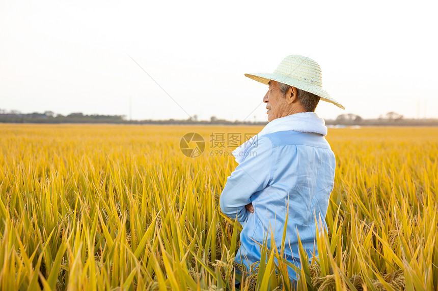 秋天水稻丰收农民背影图片