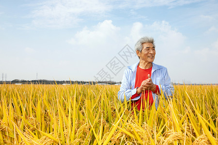 秋天农民丰收水稻图片