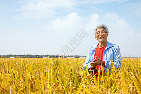 秋天农民丰收水稻图片