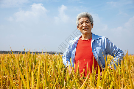 秋天农民丰收水稻图片