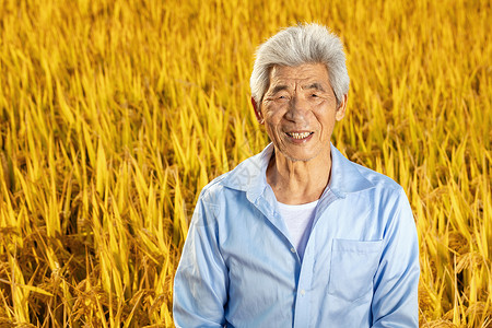 秋天农民丰收水稻背景图片