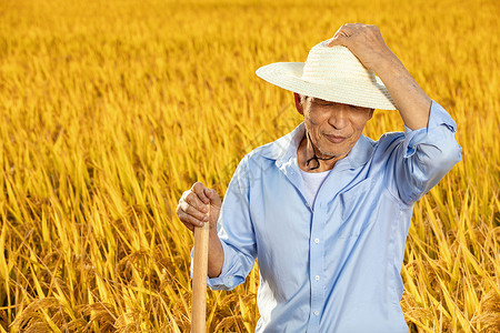 农民伯伯拿锄头在稻田里歇息背景图片