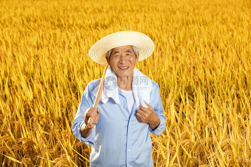 农民伯伯拿锄头在稻田里歇息图片