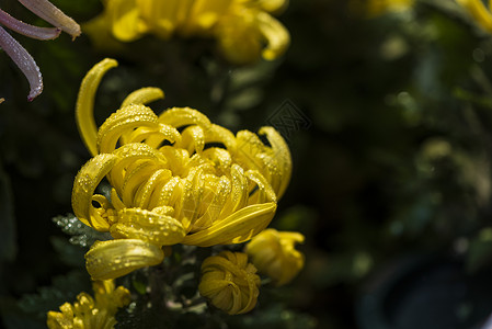 金盏菊花卉秋天早晨菊花上的露水背景