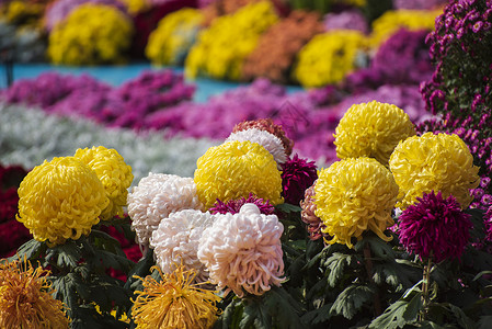 西湖菊花展秋天菊花背景