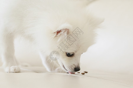 狗吃东西白色可爱狗狗博美背景