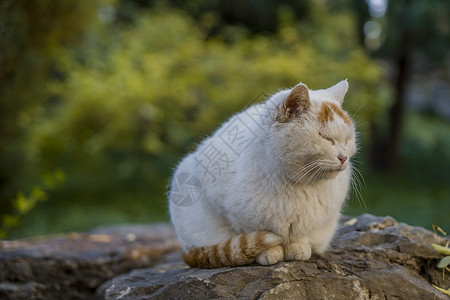 可爱大肥猫秋天的流浪猫背景