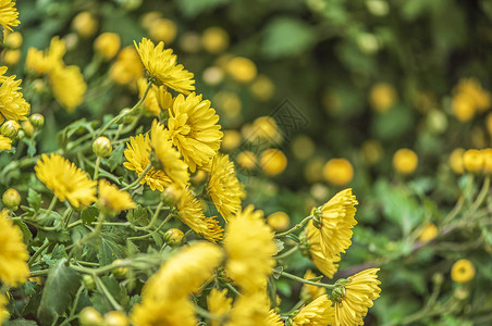 黄色小菊花背景图片