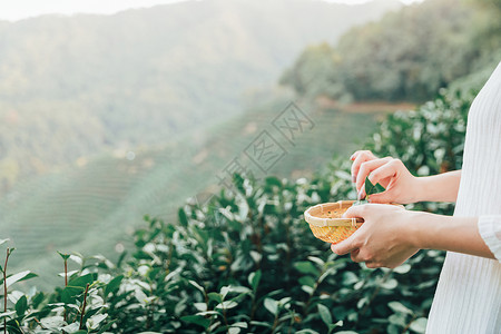 种植绿茶茶田里的采茶姑娘特写背景