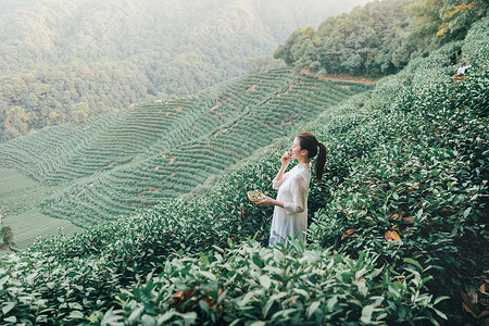 绿茶种植茶田里的采茶姑娘背景