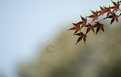 秋天红色枫叶背景图片