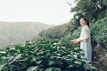 茶田里的采茶姑娘背景图片