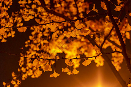 深秋的银杏牌坊秋色高清图片