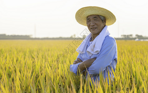 秋天水稻丰收农民抱胸形象图片