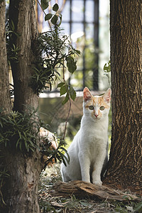 流浪猫背景图片