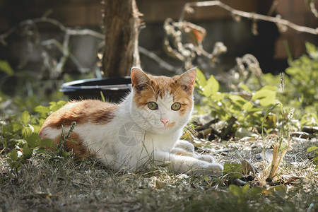大橘流浪猫背景