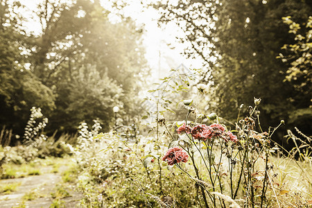 长满杂草和野花的花园小径背景图片