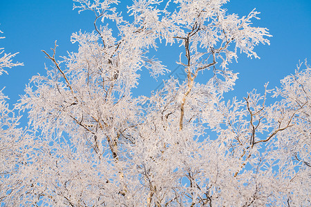白桦树枝覆霜背景