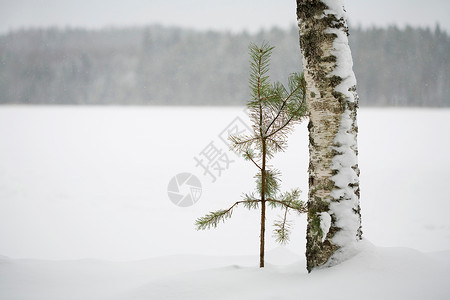 冬季景观中的两棵树背景图片