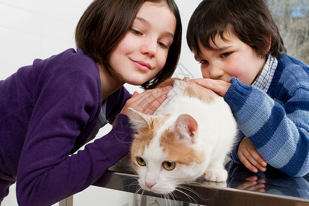 窗前的女孩和猫孩子和妈妈爱抚他们的猫背景