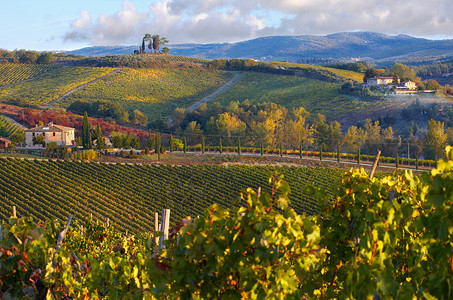 葡萄园背景秋天的基安蒂古典葡萄园背景