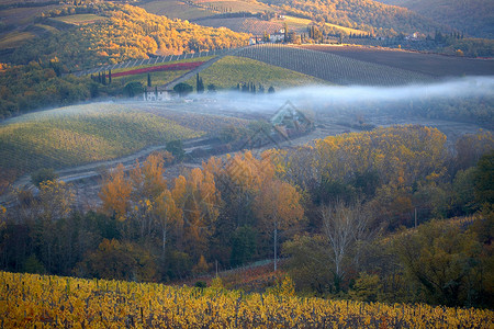 秋天的基安蒂古典葡萄园背景图片