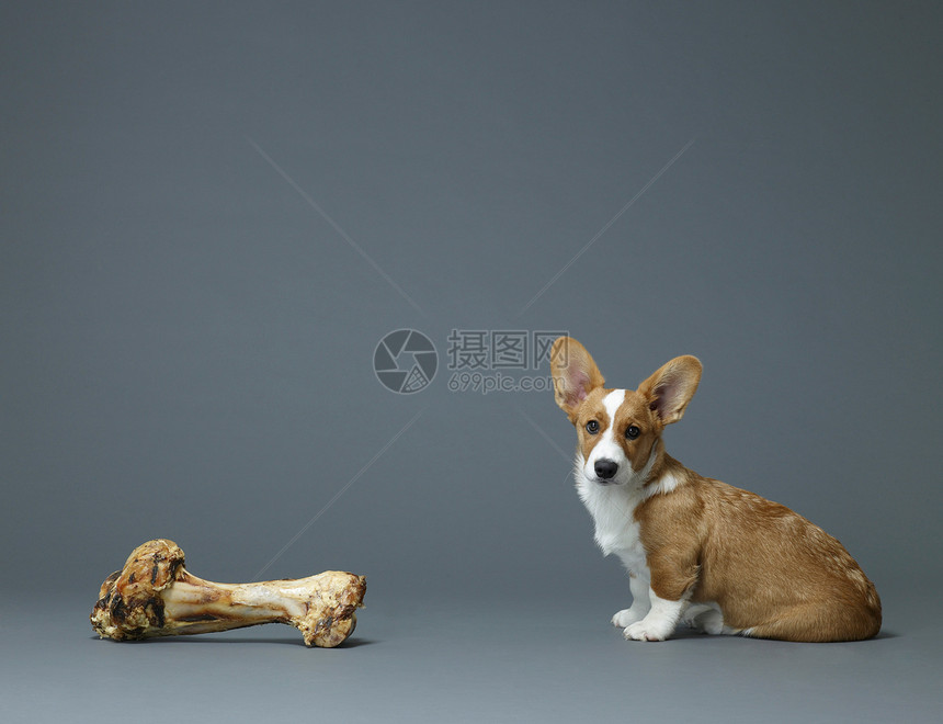 狗坐在巨大的骨头旁边图片