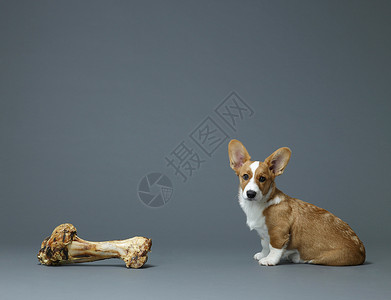 狗坐在巨大的骨头旁边图片