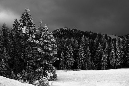 白雪皑皑的林间山野图片