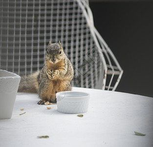 一只松鼠在花园的桌子上觅食的肖像图片