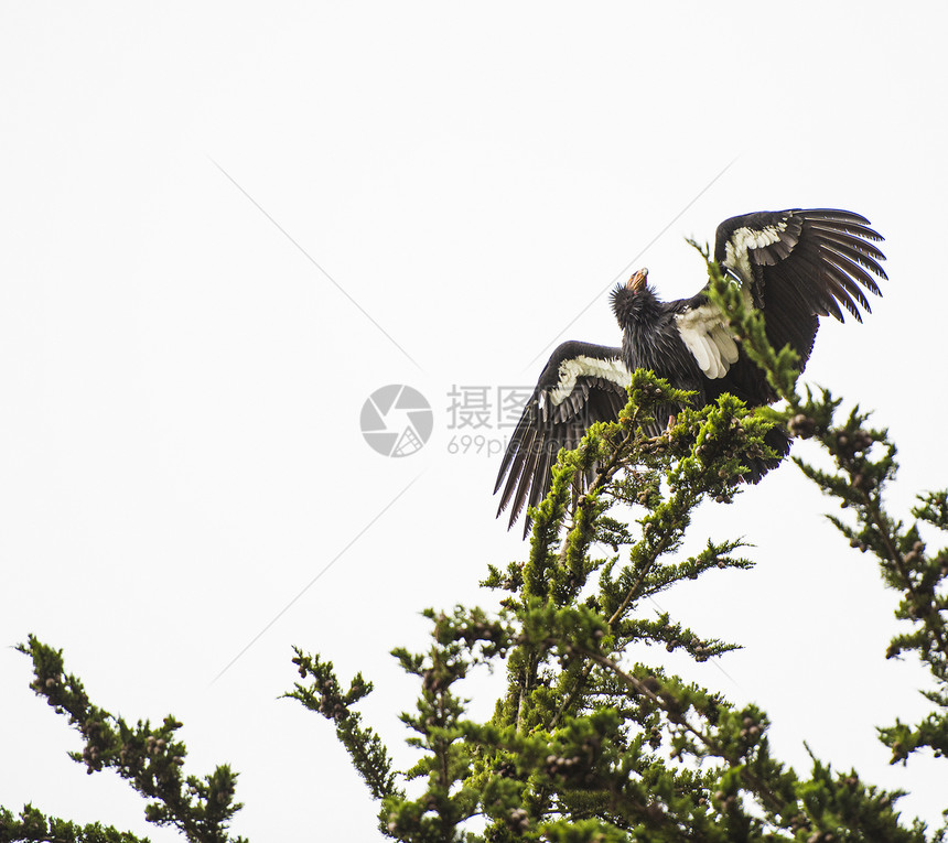 栖息在树枝上的加利福尼亚鹰图片