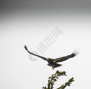 老鹰加利福尼亚鹰高清图片