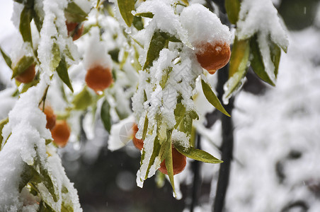 12月橙色果树上的雪背景图片