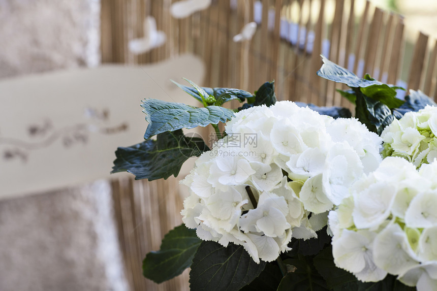 阳台白花盆栽特写图片
