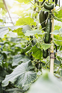 黄瓜植株黄瓜植株高清图片